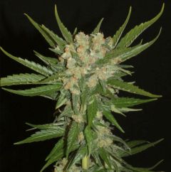 Aladdin's Skunk - 6 pack