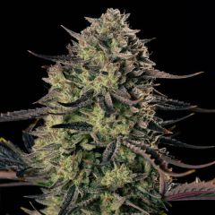 Alien Gas XXL Auto - 5 pack