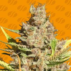 Alien Gorilla - 5-pack