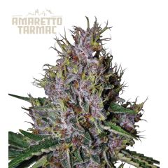 Amaretto Tarmac Auto