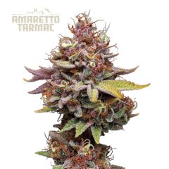 Amaretto Tarmac