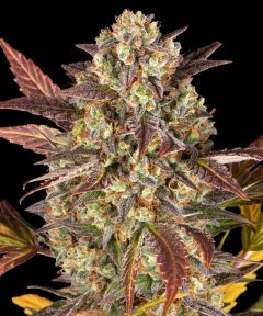 Amnesia Haze Auto - 5 pack