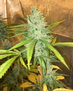 Amnesia Haze