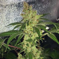 Amnesia OG X G13 Haze - 10-pack