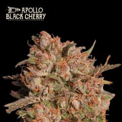 Apollo Black Cherry Auto