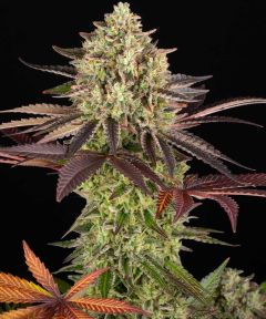 Apple Fritter - 5 pack