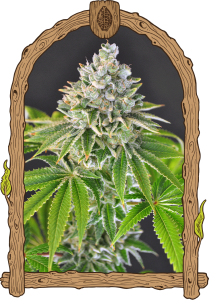 Arctic Flurry - 5-pack