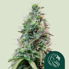 Amnesia Haze Automatic