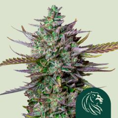 Blue Cheese Automatic