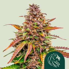 Bubble Kush Automatic