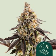 Cookies Gelato Automatic