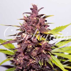 Auto Dark Purple - 5-pack