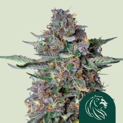 Do-Si-Dos Automatic - 3-pack