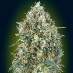Auto Gelato #33 - 3 pack