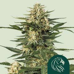 Green Gelato Automatic