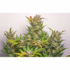 Auto Mokum's Tulip - 3 pack
