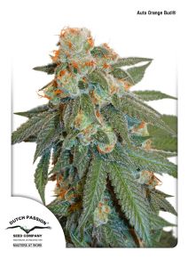 auto-orange-bud-feminised-dutch-passion-amsterdam-seed-center