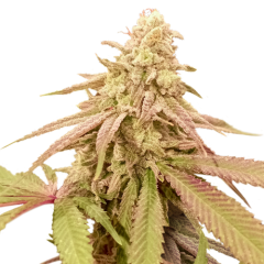 Auto Purple OG Punch - 5-pack