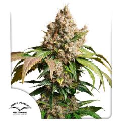 Auto Red Tropicana Cookies