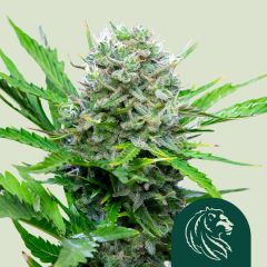 Royal Cookies Automatic - 5PACK