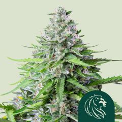 Royal Cookies Automatic