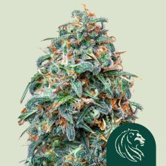 Sherbet Queen Auto - 3-pack