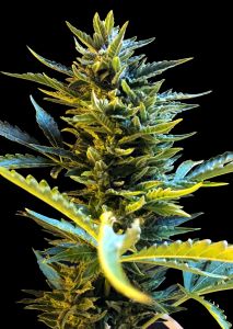 Auto Bride Cake - 5-pack