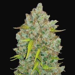Bubblegum Auto - 5 pack