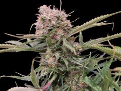 Auto Gigabud - 5-pack