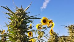 Auto Mix - 15pack - Regular - Top Tao Seeds