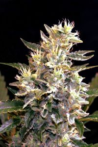 Auto Sunset Vibes - 5-pack