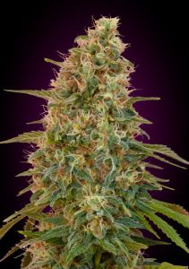 Auto Zkittlez - 5 pack