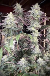 Papaya Sherbet - 5-pack