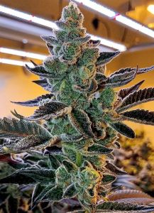 Banana Fire Breath - 11-pack