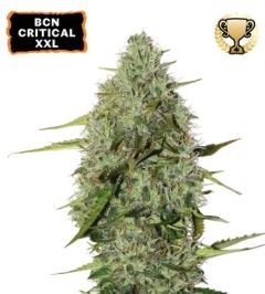 BCN Critical XXL Auto - 3-pack