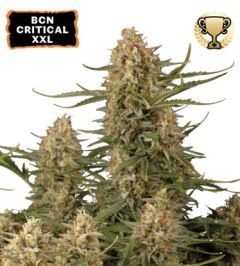 BCN Critical XXL - 3-pack