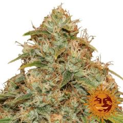 cbd-lemon-potion-auto-barneys-farm-amsterdam-seed-center