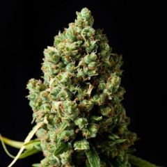 Critical Kush - 5 pack
