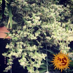 Dr Grinspoon - 5PACK