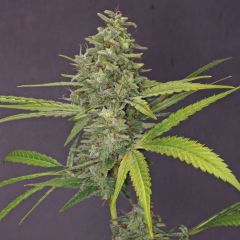 G13 Haze - Feminised - 10 pack