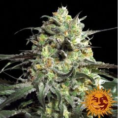 Peyote Cookies - 5PACK