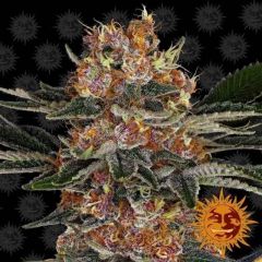 Purple Punch - 5 pack