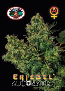 Chiesel Automatic - 5-pack