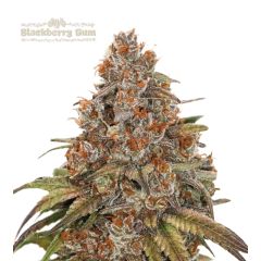 Blackberry Gum Auto - 3-pack