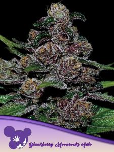 Auto Blackberry Moonrocks - 5 pack