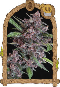 Black Lemon Auto - 5PACK