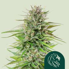 Blue Cheese