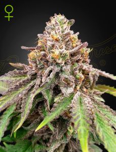 Blue Haze x Gelato 41 Auto - 5-pack
