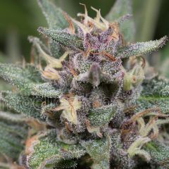 blue-hell-auto-5pack-feminised-medical-seeds-amsterdam-seed-center