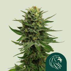 Blue Mystic